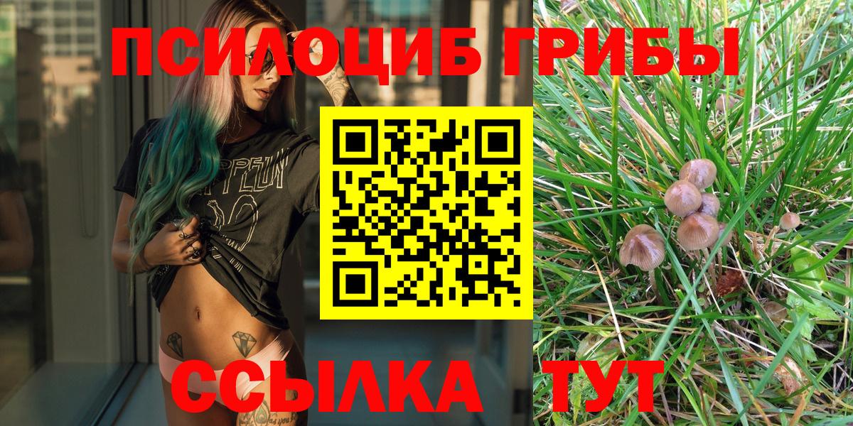 где найти   Вход с VPN  Кировск  Галлюциногенные грибы прущие грибы  Псилоцибиновые грибы Psilocybine cubensis 